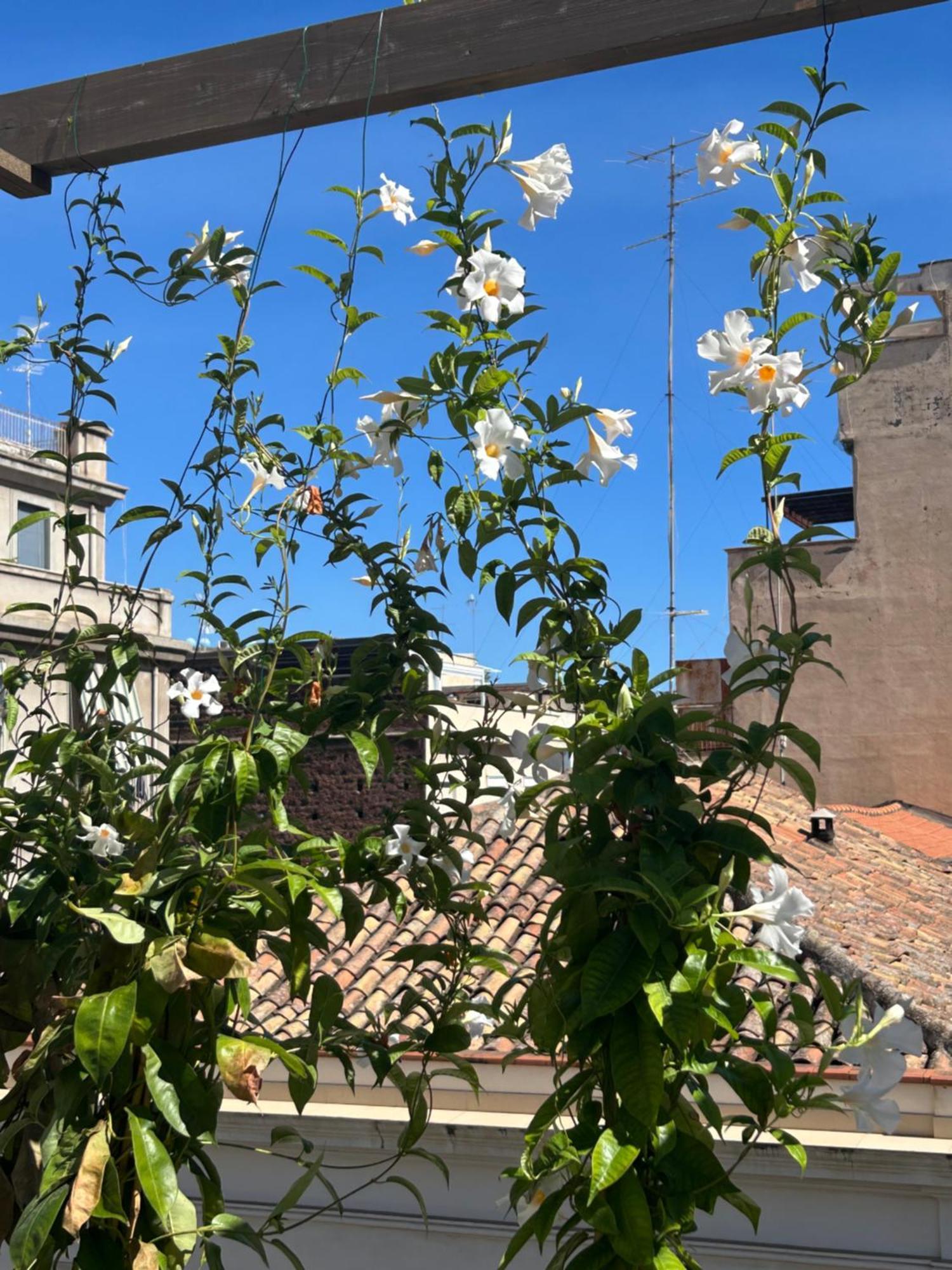 Bed & Breakfast Fra Le Righe Aeroporto di Catania Fontana Rossa